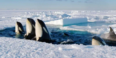 Five Killer Whales Coming Up Out Of Water Through A Hole In The Ice