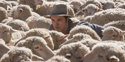 Albert et les moutons