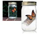 Butterfly Jar Image 1