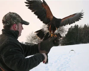 Bird of Prey Half Day Experience UK Wide Image 1