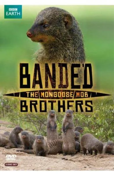 Banded Brothers The Mongoose Mob Image 1