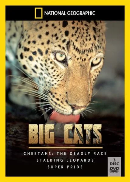 Big Cats Box Set Image 1