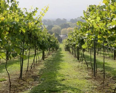 British Vineyard Tour and Tasting with Lunch for Two Image 1